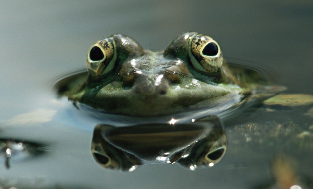 青蛙有什么特点