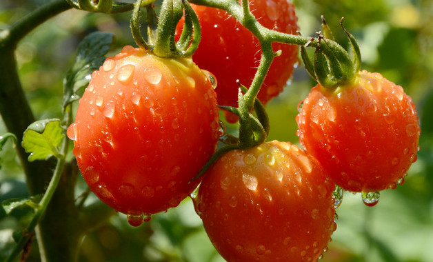 西红柿的腌制方法