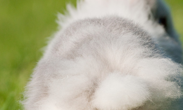 怎么养兔兔